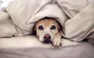 Meu cachorro tem medo de chuva. O que fazer?