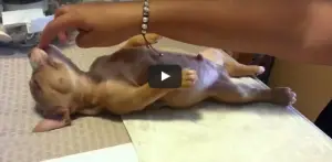 Cãozinho dormindo faz sucesso na internet