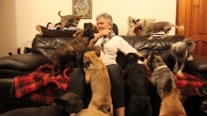 Gosta de cães? Casal cuida de 41 cachorros em casa