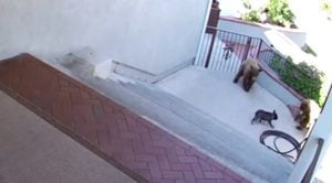 Bulldog Francês expulsa dois ursos de sua residência...