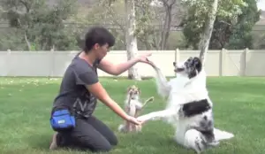 Cães com talentos especiais - Veja o que são capazes de fazer...