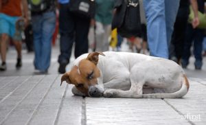 É assim que um cão abandonado vê o mundo...