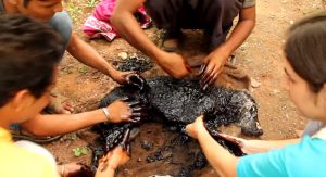 Cachorro é salvo depois de cair em poça de piche quente...