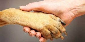 Fatos quase desconhecidos sobre as patas dos cachorros