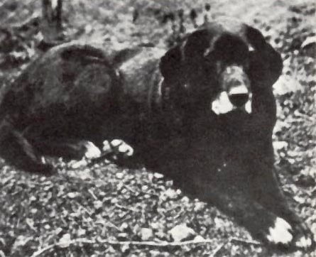 cão d’água de Saint John