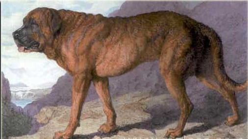 Retrato de um mastiff alpino, pintado em 1815.