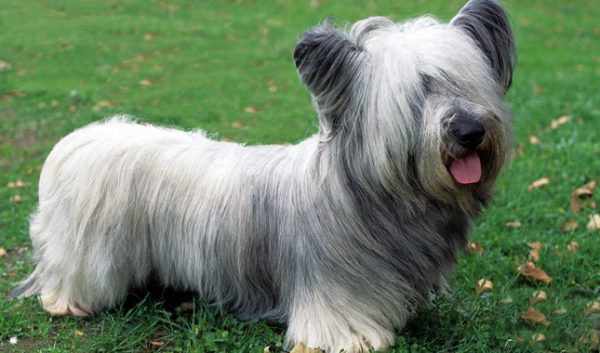 Terrier de Skye corre risco de ser extinto.