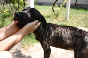 O antes e depois de cão que vivia confinado em uma gaiola de concreto suja...