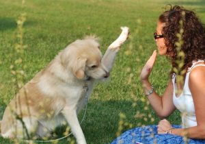 Como participar do adestramento do seu pet