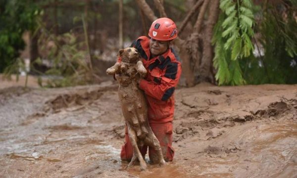 O drama do cão salvo na tragédia de Mariana... cachorro-salvo-bombeiro-2