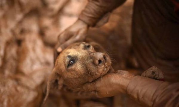 O drama do cão salvo na tragédia de Mariana... cachorro-salvo-bombeiro-4