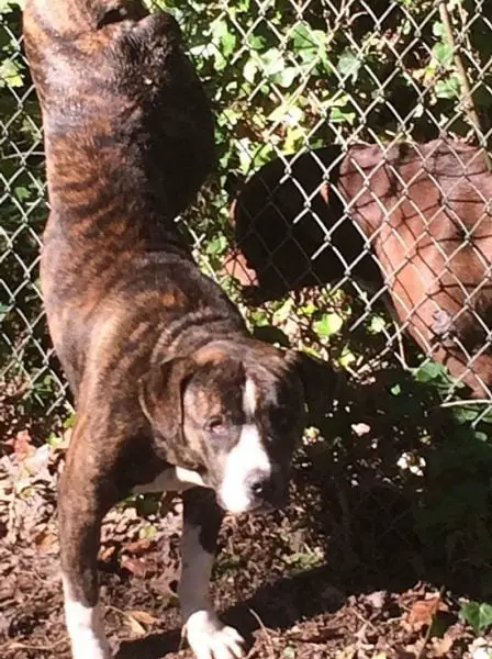 Cão se recusa a sair do lado de sua companheira presa na cerca... cadela-presa-cerca-2