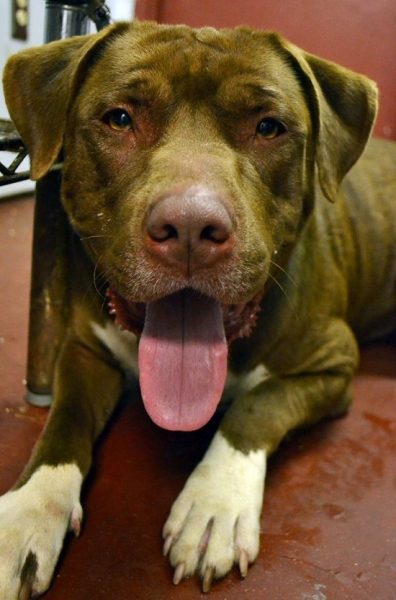 Cão se recusa a sair do lado de sua companheira presa na cerca... Zeus, leal companheiro