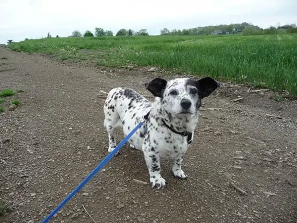 Cruzamentos caninos divertidos Desta vez, o corgi foi empregado para um “affair” com um dálmata. As manchas não ficaram distribuídas uniformemente, mas o filhote nasceu com certo charme. Talvez, no entanto, seja melhor voltar para a prancheta antes de desenvolver os “corgimatas".