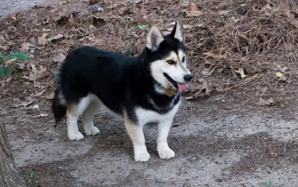 Este é um cruzamento de corgi com husky, uma possibilidade muito remota de ocorrer espontaneamente, já que o primeiro surgiu no País de Gales e o segundo, no Ártico. O cãozinho de pastoreio britânico, no entanto, parece ter oferecido mais força e estrutura, mas as pernas curtas provavelmente não se adaptariam à neve.