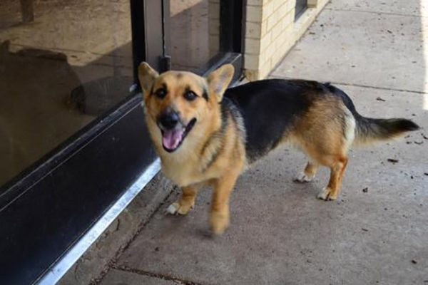 Neste caso, o cruzamento entre um corgi e um pastor alemão parece ter resultado em um cão de pastoreio anão. Talvez ele seja útil para acompanhar minicabras (todos os caprinos que aparecem na foto a seguir são espécimes adultos).