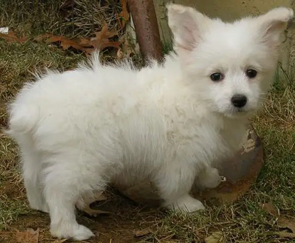 Por outro lado, este resultado do corgi parece ser um sucesso. Um exemplar foi cruzado com um poodle de porte médio e nasceram filhotes muito charmosos. Será possível desenvolver pets de outras cores? É algo que só saberemos no futuro.