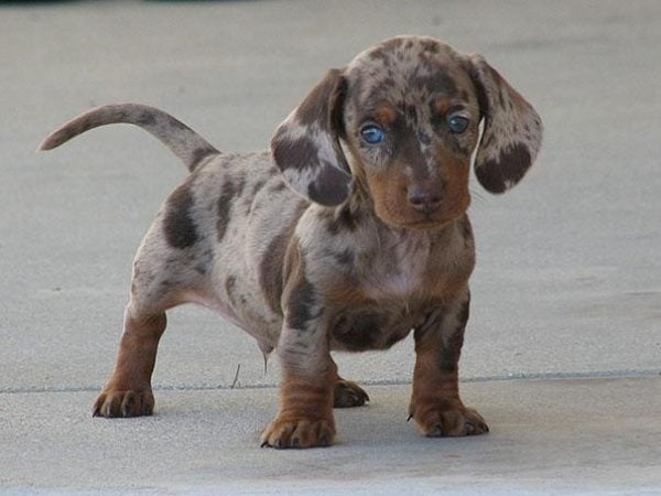 Neste caso, o parceiro do dachsund é uma espécie de pelo curto: o dálmata. A diferença de porte exige que os embriões sejam fertilizados “in vitro”. O filhote parece ter caído em uma (ou muitas) lata de tinta, mas ficou bem charmoso.