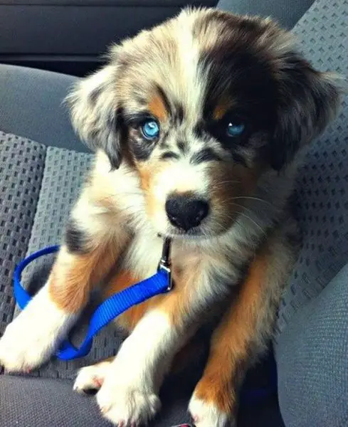 Mais uma vez, o husky siberiano entrou em ação. O filhote da foto é um híbrido da raça cruzada com um golden retriever. O animal manteve as marcações da raça ártica e apenas algumas manchas douradas na pelagem. Provavelmente, é mais um caso que requer maiores estudos.