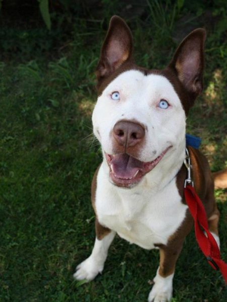 Os olhos azuis do husky siberiano e o focinho longo e elevado do pitbull. Parece interessante? O cruzamento pode reduzir a ferocidade dos temidos pitbulls. Por outro lado, aumentaria a “seriedade” dos huskies (quem já viu um husky fora do trabalho sabe que ele é um eterno brincalhão).