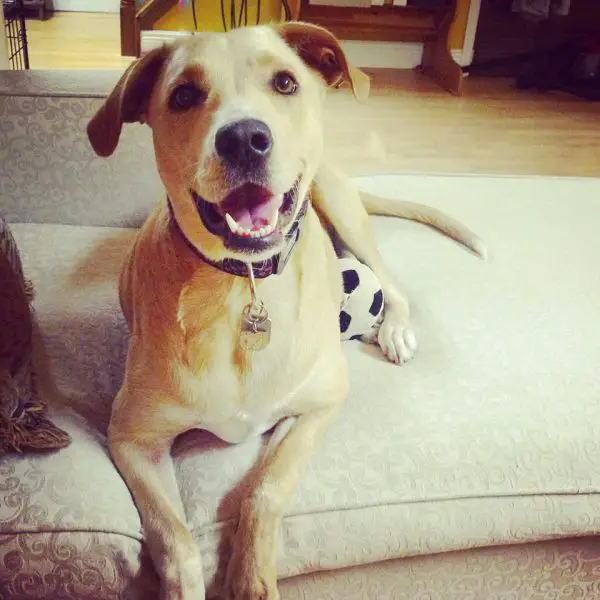 A tristeza de uma cadela ao voltar para o abrigo... Lana já na sua nova casa, feliz e saudável.
