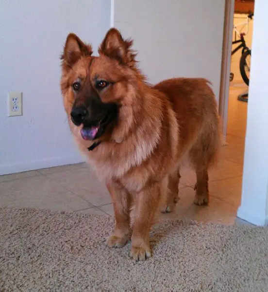 Um cruzamento sino-germânico que parece ter tudo certo. O animal (já adulto) da foto herdou a postura e dignidade do pastor alemão e a pelagem farta do chow-chow. As duas raças foram desenvolvidas para trabalho: guarda, tração e pastoreio. O resultado é bem bonito.