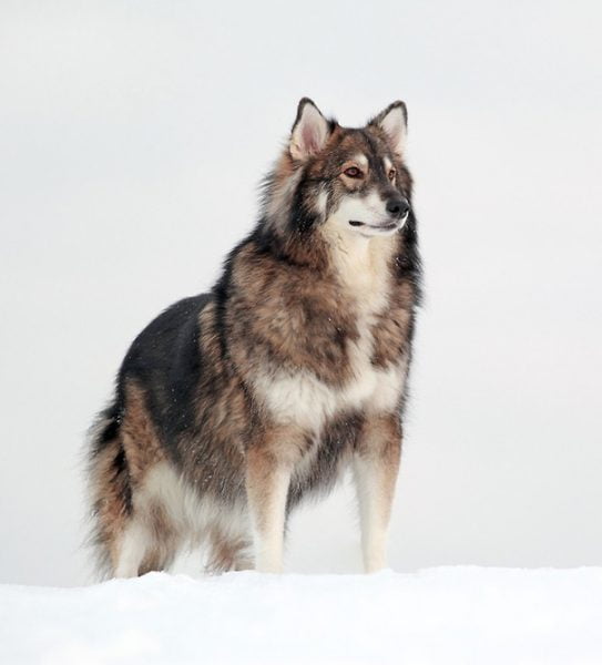 Mais um cruzamento híbrido envolvendo o pastor alemão. Desta vez, o parceiro escolhido foi o malamute do Alasca. Vale a pena construir uma rampa de neve para este belo animal se exercitar, não?