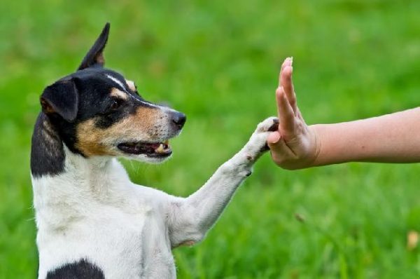 adestramento cães