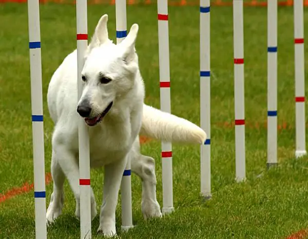 agility adestramento