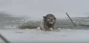 Salvamento incrível de um cão que caiu no lago congelado