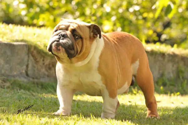 Um buldogue inglês, com sua cara amassada e seu olhar bonachão.