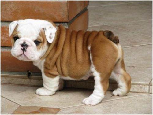 motivos-bulldog-ingles-2