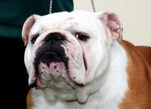 motivos-bulldog-ingles-3