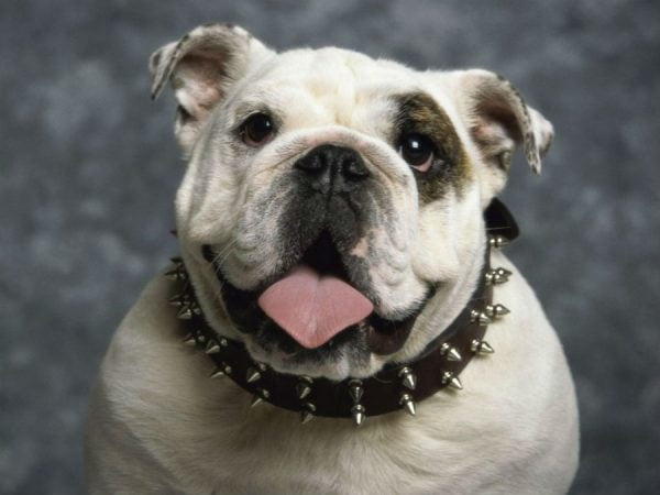 motivos-bulldog-ingles-4