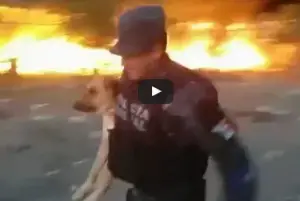 Policial se arrisca para salvar vida do cão em um incêndio