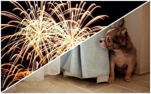 Como proteger seu cachorro dos rojões e fogos de artifício