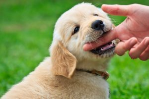 Como fazer o cão parar de morder!