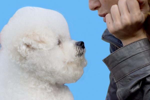 Como se tornar líder do seu cão