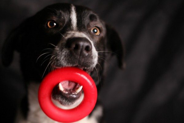 Dicas de trabalho voluntário para ajudar os cães