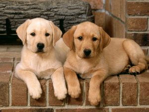 Cães capturados pela carrocinha viram sabão?