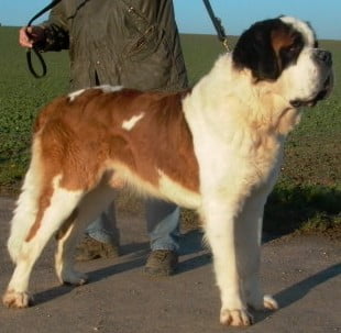 Um cão são bernardo, até hoje especializado em salvamentos nas montanhas suíças. 