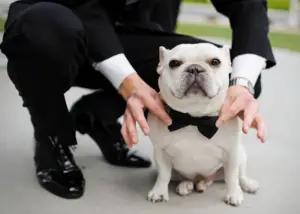 Vai casar? Dicas para seu cão participar da festa!