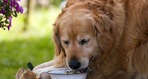 As doenças caninas mais comuns As doenças caninas mais comuns