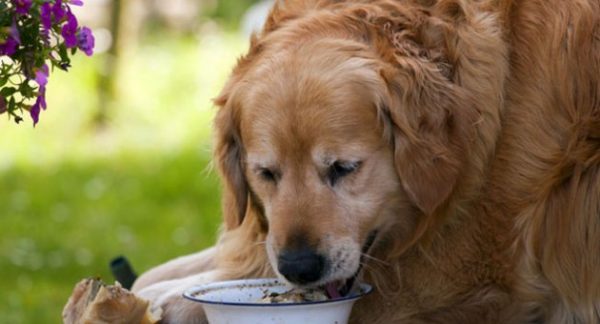 As doenças caninas mais comuns