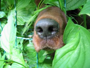 O faro canino e o “cheiro do medo”