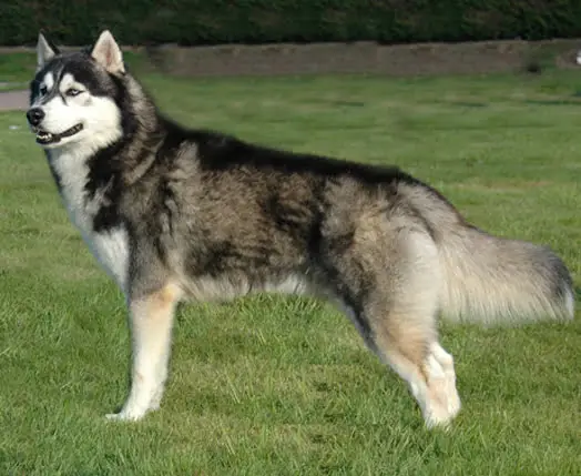 O husky siberiano, um pouco teimoso, mas muito fiel. 