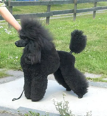 Um poodle preto pronto para se apresentar em uma competição cinológica.