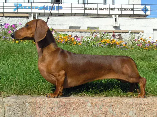  A variedade de teckel mais comum (de pelo curto). Existem animais de pelo duro e de pelo longo.