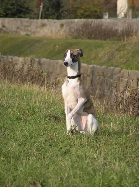 Um sempre atento whippet. Os animais da raça são tranquilos, mas demandam muito exercício.