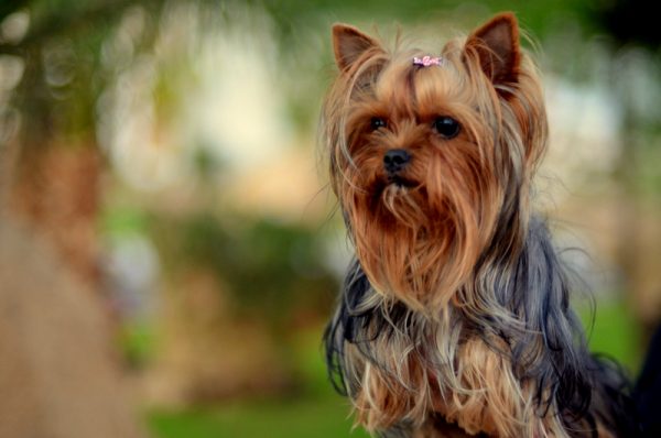 Um yorkshire terrier, adotado nos dias de hoje basicamente com cão de companhia.